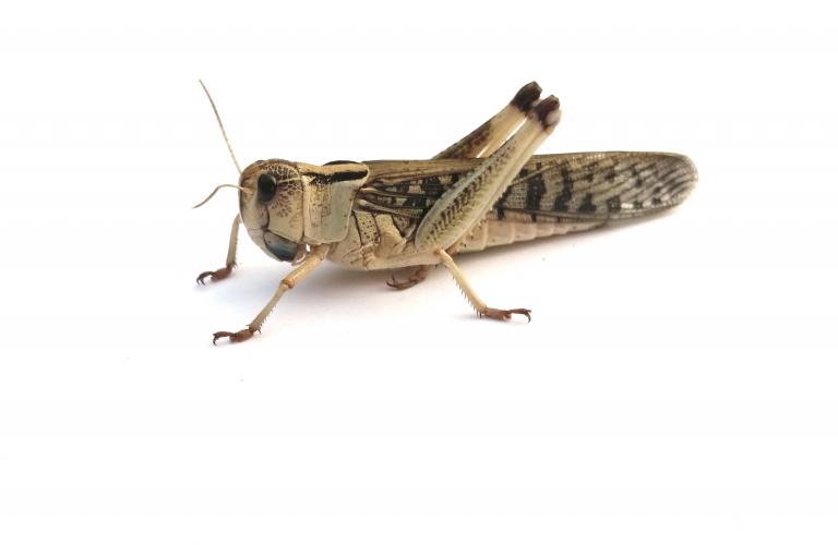 sprinkhaan