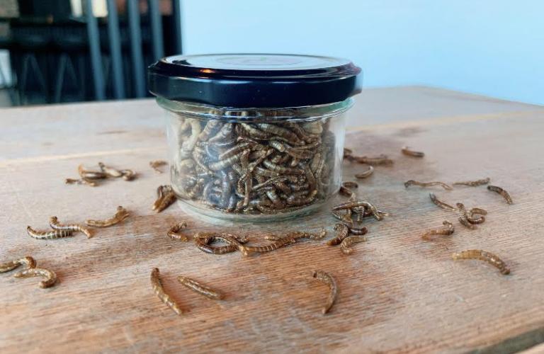 mealworms